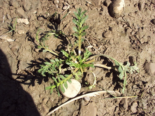 Lepidium coronopus image