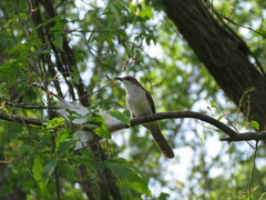 Coccyzus erythropthalmus