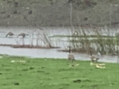 Branta canadensis
