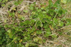Ranunculus crassipes