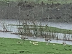 Branta canadensis