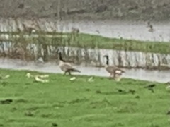 Branta canadensis