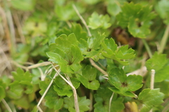 Ranunculus crassipes