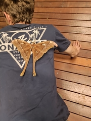 Coscinocera hercules