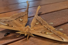 Coscinocera hercules