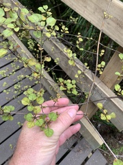 Coprosma tenuicaulis