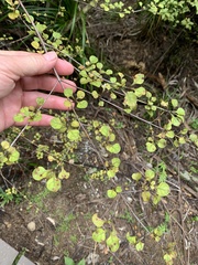 Coprosma tenuicaulis