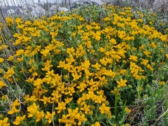 Genista hispanica hispanica