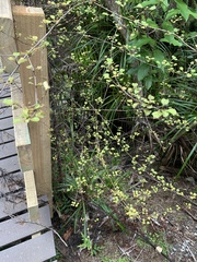 Coprosma tenuicaulis