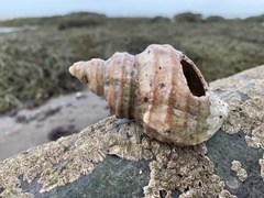 Neptunea decemcostata