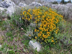 Genista hispanica hispanica