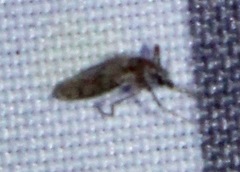 Chaoborus punctipennis