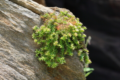 Rhodiola amabilis