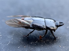 Hololepta