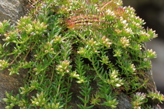 Rhodiola amabilis