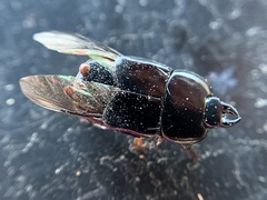 Hololepta