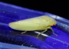Gyponana