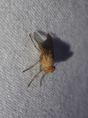 Ormia ochracea