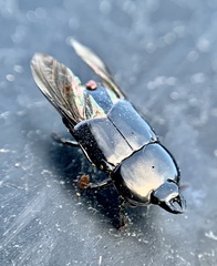 Hololepta