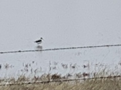 Himantopus mexicanus