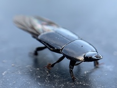 Hololepta
