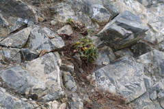 Leptinella plumosa