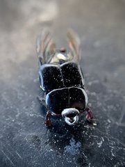 Hololepta