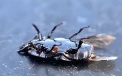 Hololepta
