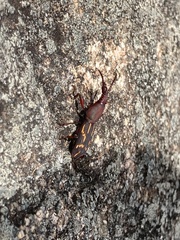 Arrhenodini