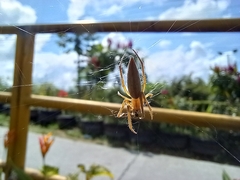 Eustala fuscovittata