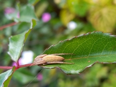 Eustala fuscovittata