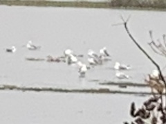 Larus californicus