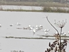 Larus californicus