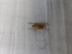 Eustala fuscovittata