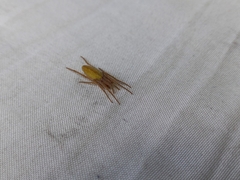 Eustala fuscovittata