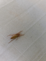 Eustala fuscovittata