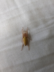 Eustala fuscovittata