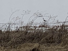 Himantopus mexicanus