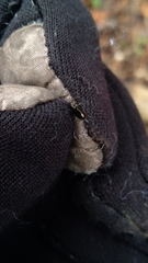 Salpingus viridiaeneus