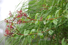 Rhodiola bupleuroides