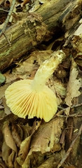 Russula earlei