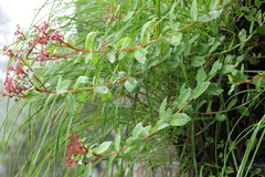 Rhodiola bupleuroides