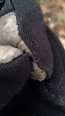 Salpingus viridiaeneus