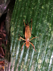 Melanonotus powellorum