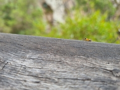 Opisthopsis