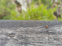 Opisthopsis