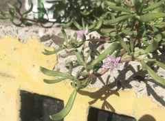 Sesuvium portulacastrum