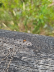 Opisthopsis