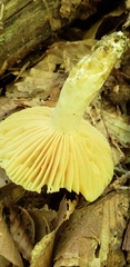 Russula earlei