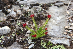 Rhodiola coccinea